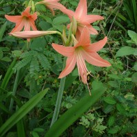 Hippeastrum puniceum (Lam.) Voss